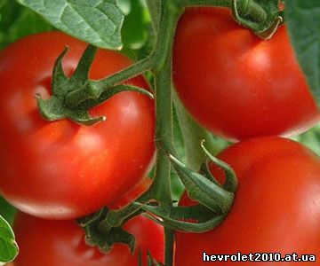 Продам семена ранних томатов