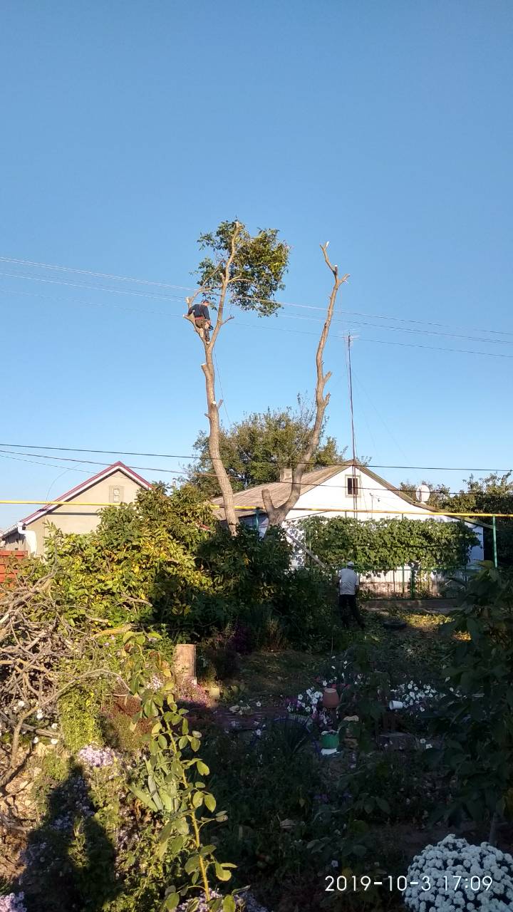 Спилим обрежем деревья, удалим поросли